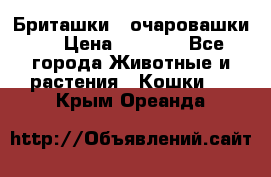 Бриташки - очаровашки.  › Цена ­ 3 000 - Все города Животные и растения » Кошки   . Крым,Ореанда